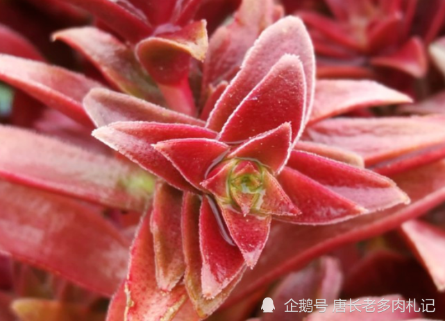秋天来了养一盆叫红叶祭的多肉冬天它的叶片会跟火焰一样红