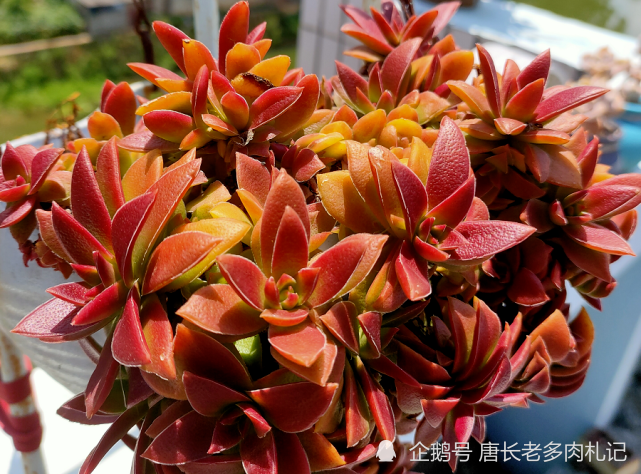 秋天来了养一盆叫红叶祭的多肉冬天它的叶片会跟火焰一样红