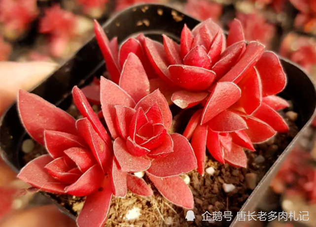 秋天来了养一盆叫红叶祭的多肉冬天它的叶片会跟火焰一样红