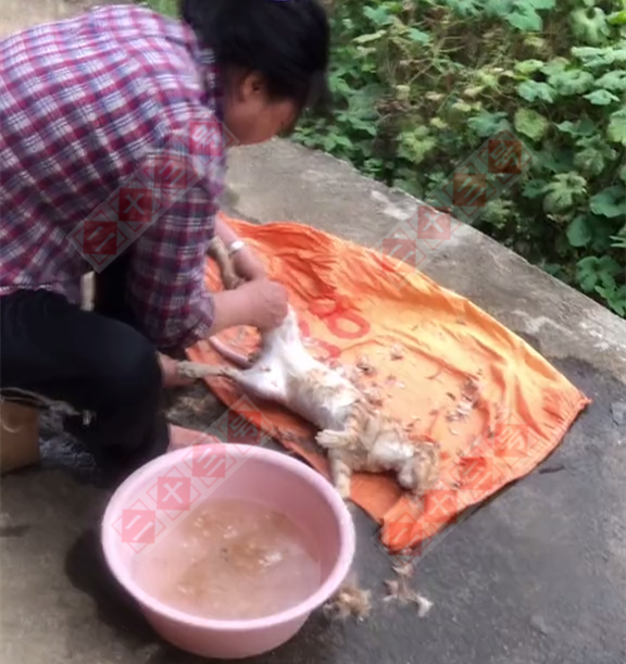 猫肉能吃吗(猫肉能吃吗民间说法)_创作稿