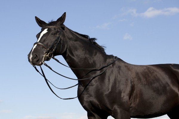 "大金马":后半生最好命,未来10年势不可挡,走上富贵路!