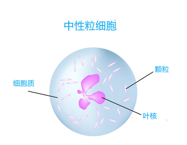 人體健康衛士白細胞的5個兵種