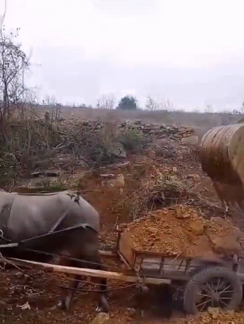 真"小马拉大车",牛:这辈子都没想到能干这活!