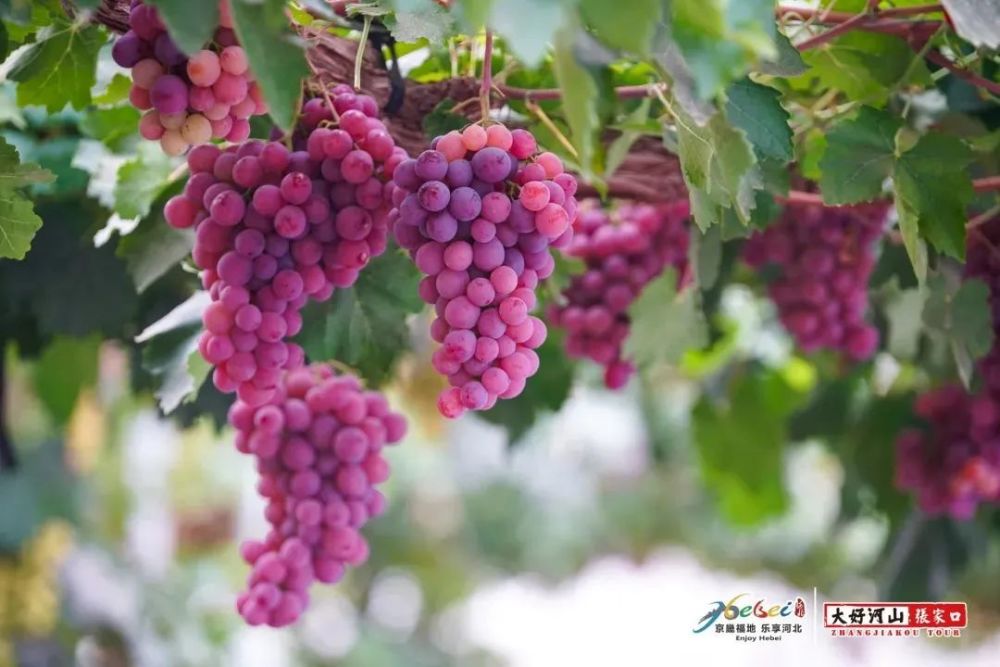 【国臻资讯】河北·怀来(葡萄)全球黄金纬度