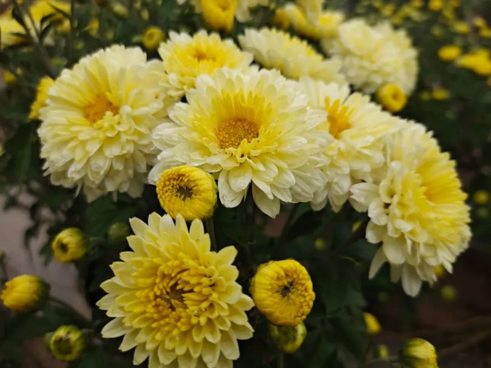 白阳镇玉洼村千亩杭白菊花始芬芳