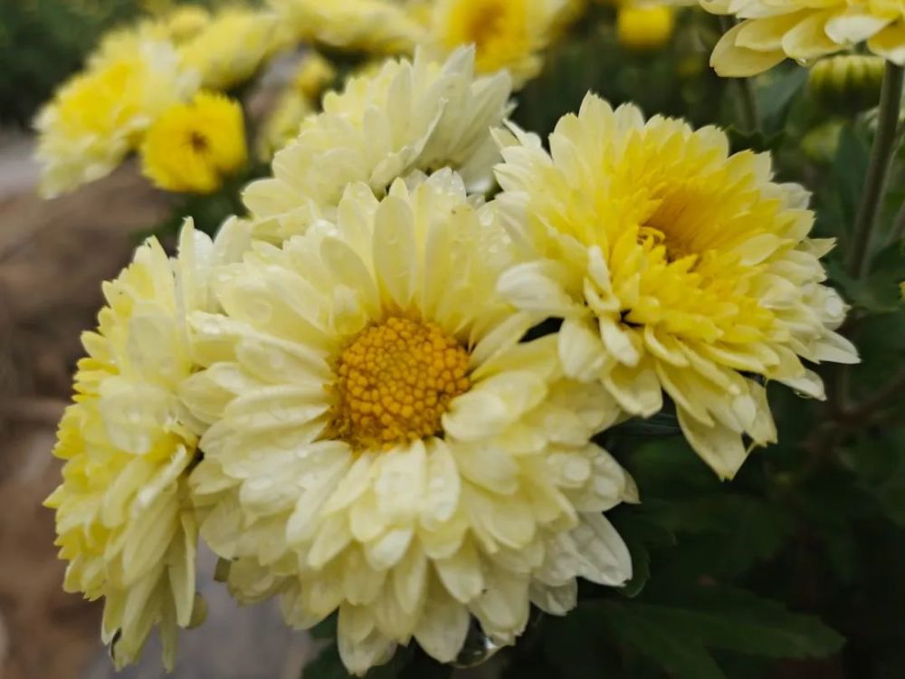 白阳镇玉洼村千亩杭白菊花始芬芳