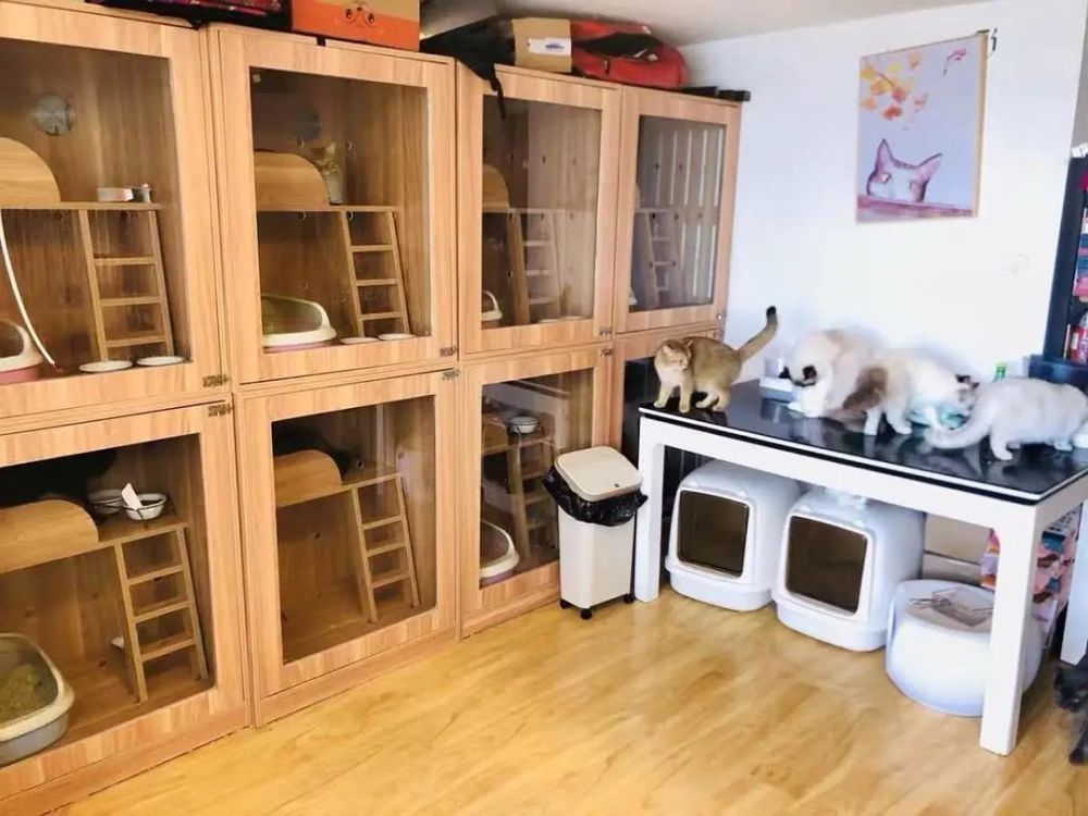 潮汐效应下宠物寄养的四大业态