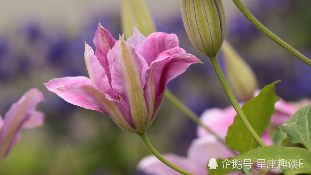 9月2日星座运势 劳逸结合 再接再厉的四大星座 腾讯新闻