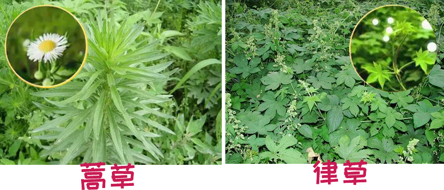 常见的风媒花有春季的树木,如白蜡,梧桐,柏树,桦树,和夏秋季的杂草,如