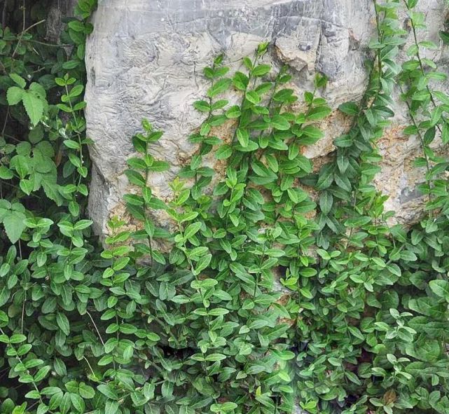 扶芳藤的根系发达,搞不定附石式或附木式盆景,可以拿它练手!