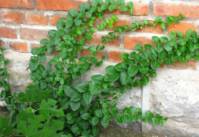 扶芳藤的根系发达,搞不定附石式或附木式盆景,可以拿它练手!