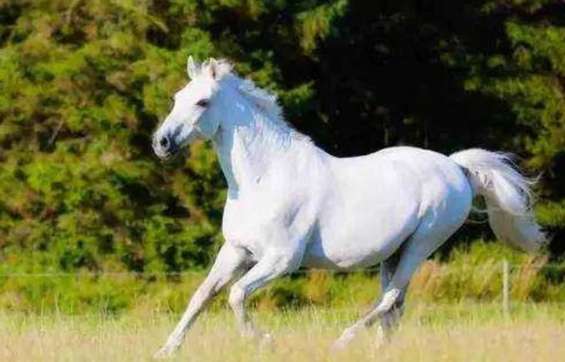 白龙马把一生献给西游记晚年却沦为赚钱工具惨死在马棚