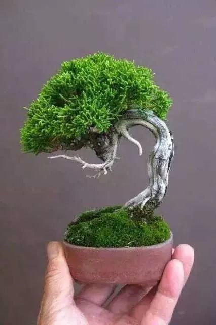 闲来养心玩小微盆景真舒坦