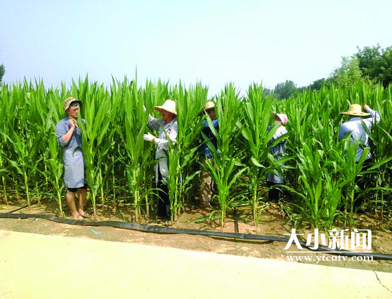 高产玉米种子排行榜_开创中国玉米高产道路!山东登海种业两次刷新世界夏玉米高产纪录
