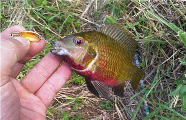 黄河出现变异罗非鱼有钓鱼人一次钓几十条真相让人气愤