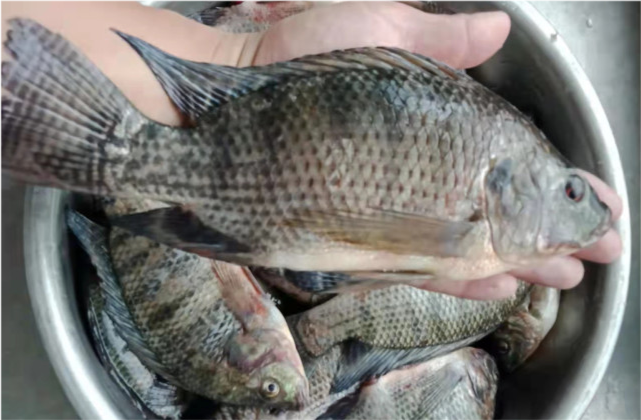 黄河出现变异罗非鱼有钓鱼人一次钓几十条真相让人气愤