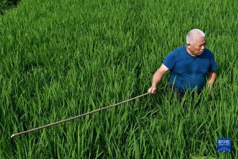 害虫排行_这种昆虫来我国才两年,却成重点防控害虫,每年都从南向北飞一遍