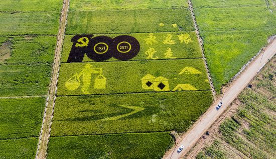 彩色稻亮相新农田