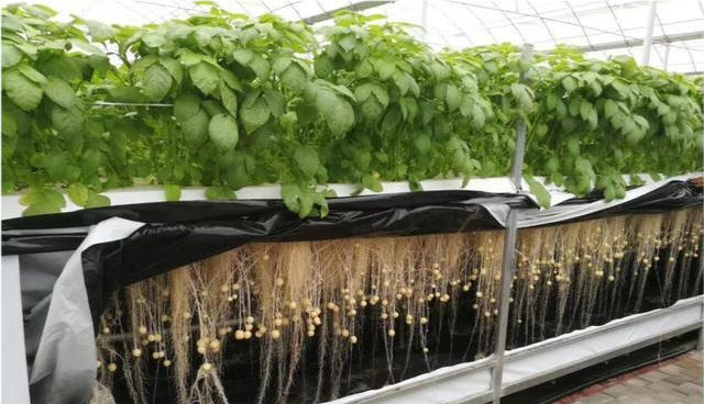 无土农耕与无土栽培有什么区别?来自网友的咨询