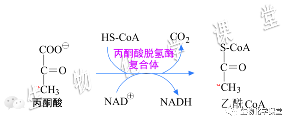 柠檬酸丙酮酸循环 腾讯网