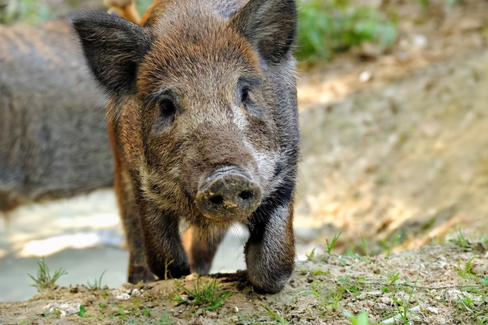 600万野猪在美国泛滥成灾,美国花70亿去管控,在中国成保护动物