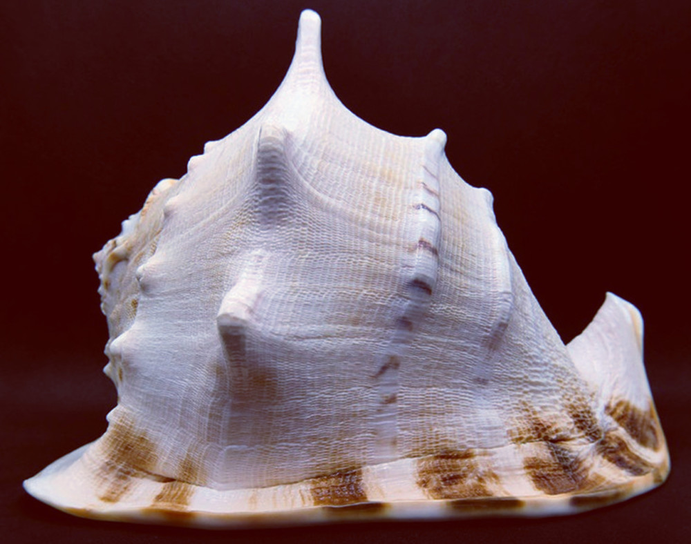 唐冠螺,又叫冠螺,是一种大型的海螺,为四大名螺之一,其贝壳大而厚重