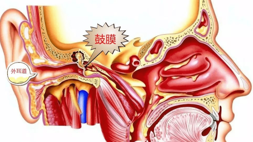 僅以菲薄的骨板相隔,所以鼻竇發炎會影響到眼眶,導致眼瞼紅腫,疼痛