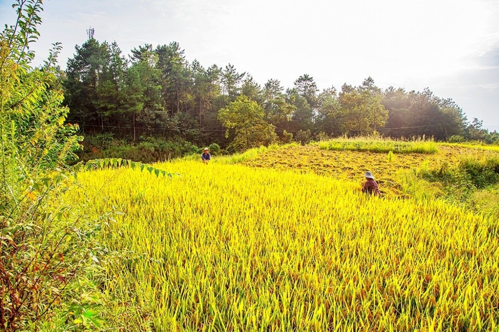 风吹稻谷香忠县42万亩水稻全面开镰