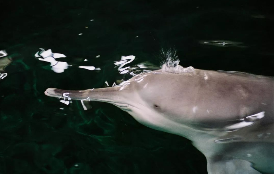 长江禁渔十年白暨豚能否恢复往日数量功能性灭绝意味着什么