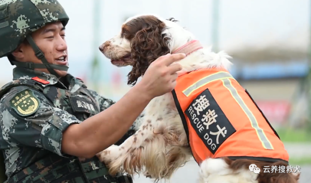 軍犬退役,不想離開訓導員,竟跳車飛奔回去,又破防了