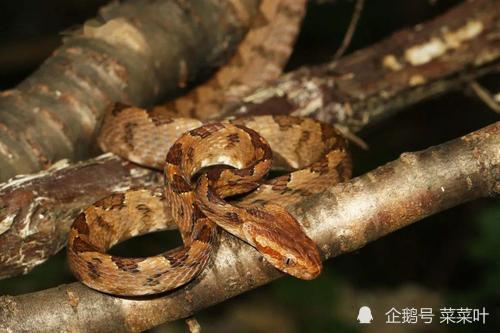 時隔7年後再次發現角原矛頭蝮它眼睛的上方長有龍角