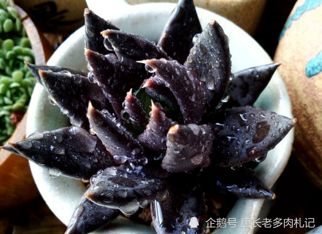 古紫是景天科拟石莲属的多肉植物,又叫黑骑士,原产于墨西哥,为中型