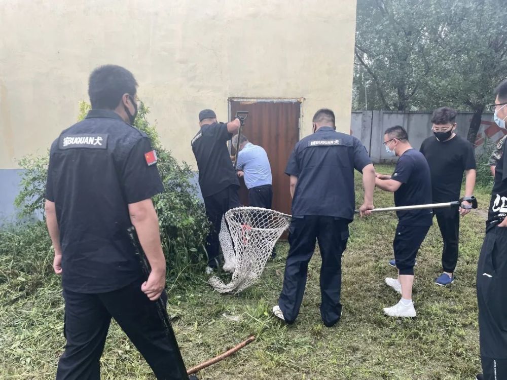 我为群众办实事民警巧抓流浪狗平息夜半扰民声