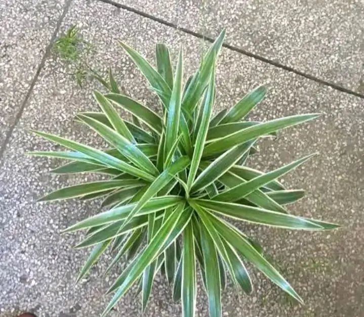 秋季要养好金边吊兰,就从两个方面入手,长得更快,叶子更多更大