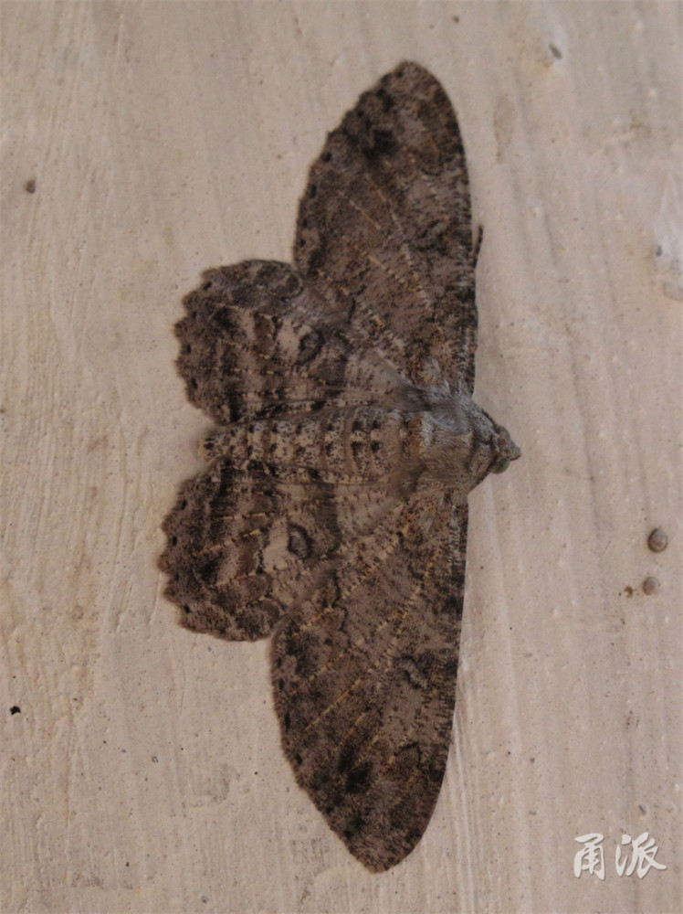 宽带峰尺蛾(白頂峰尺蛾)腹面特写,图案与正面的反差很大.