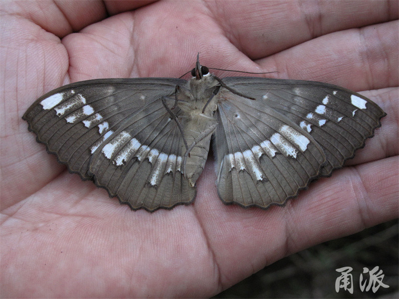 魔目夜蛾腹面图案与正面有很大差异.旋目夜蛾雌虫,喜欢躲在草丛中.