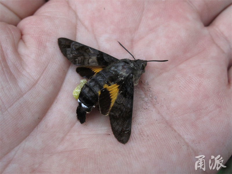 黑长喙天蛾,幼虫取食鸡屎藤的叶片,后翅具显著黄斑.