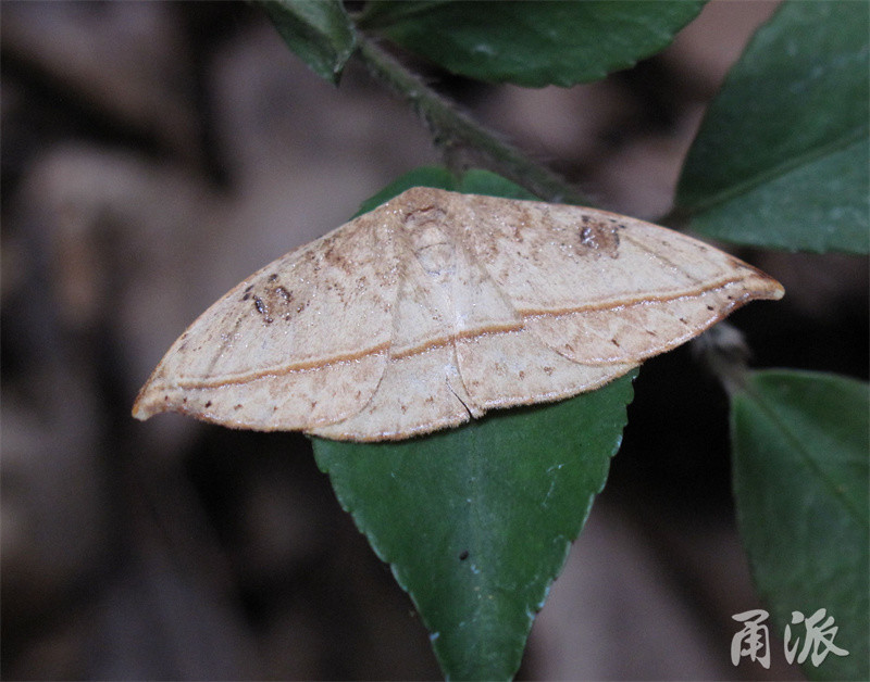 枯叶蛾一种,翅面上有一条连贯的"叶脉".洋麻钩蛾,也是模拟枯叶的样子.