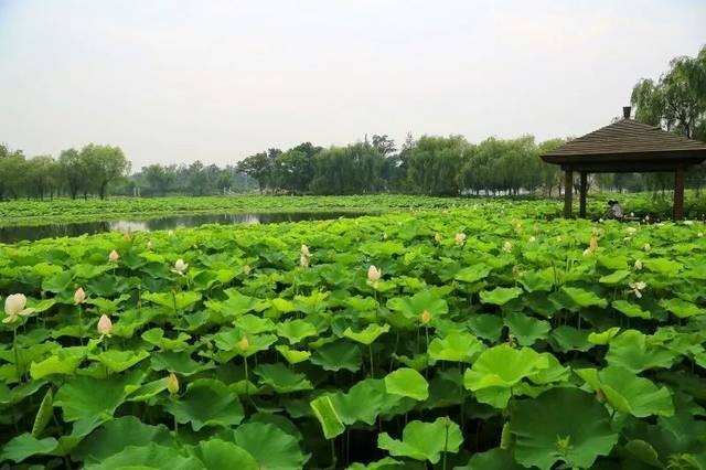 假如你清晨起的早,可以去陽澄湖半島,在半島的蓮池湖公園,仙櫻湖公園