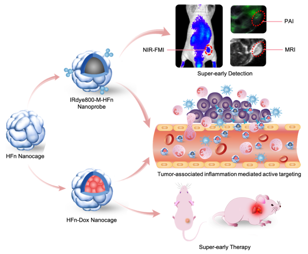 铁蛋白纳米探针通过炎症增强的主动靶向实现肿瘤早期诊疗