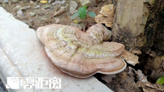 南京一小区枯树根上长出灵芝居民发出求助