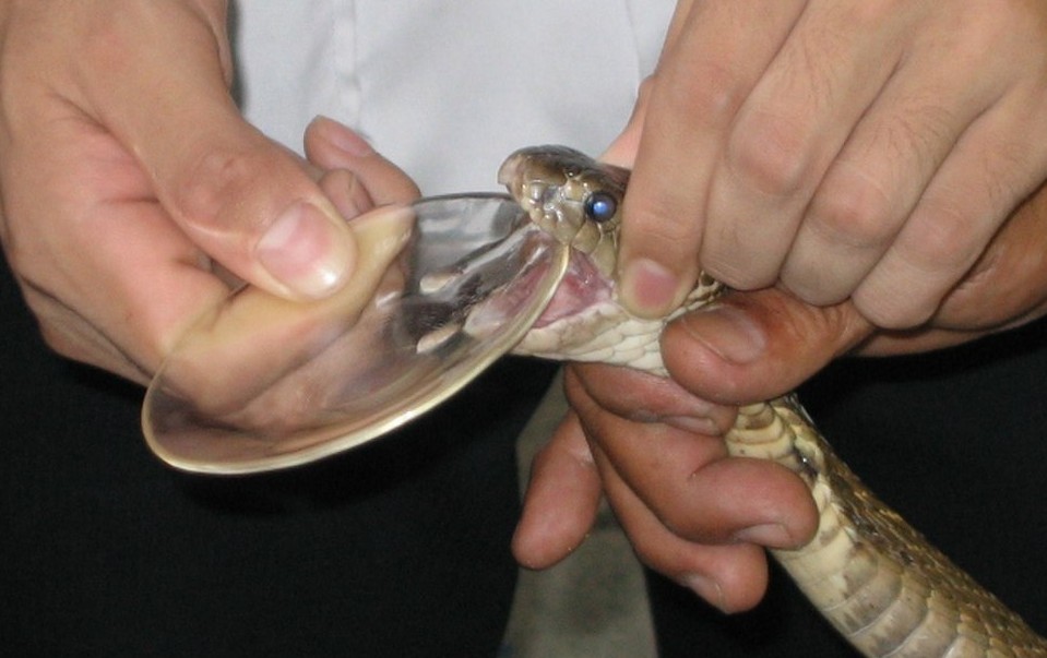 时隔7年,浙江再次发现"龙角蛇"!对人类有什么意义?_腾讯新闻