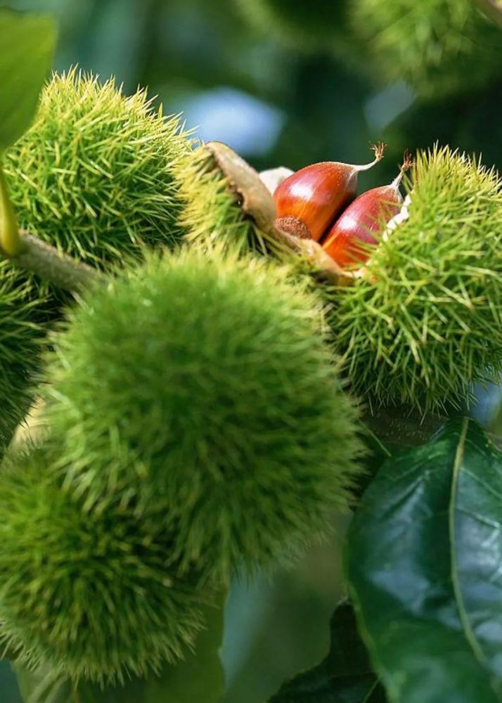 贡山的秋天,从一口板栗香开始