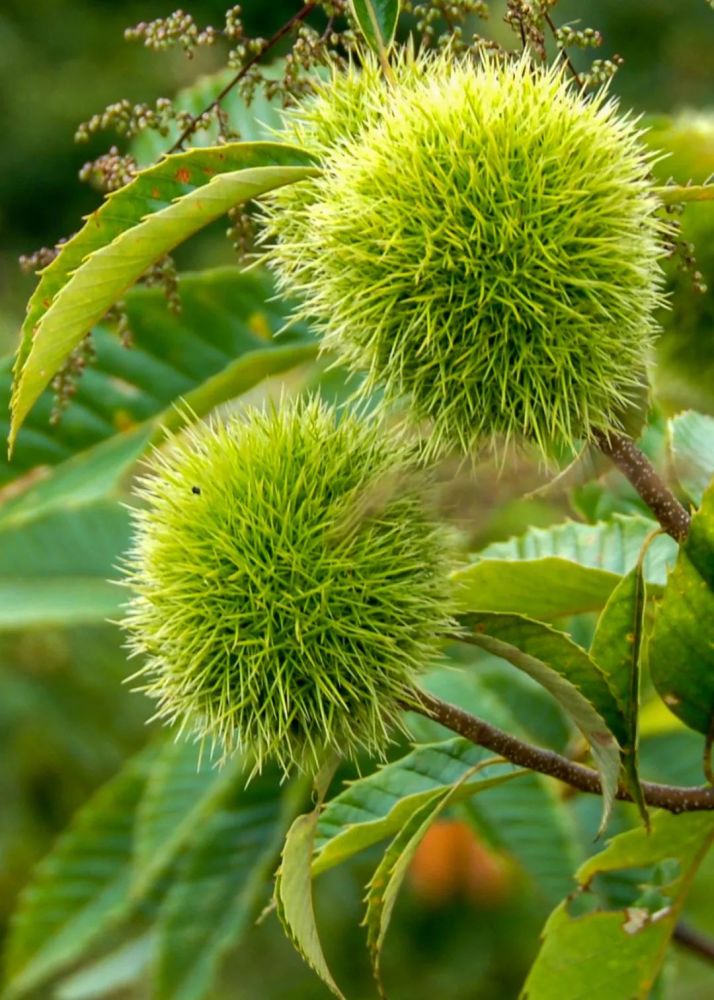 贡山的秋天,从一口板栗香开始