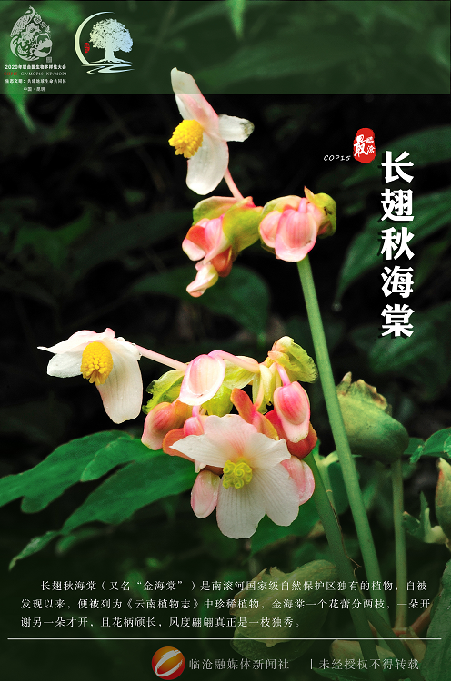 cop1561最临沧丨临沧生物多样性之美长翅秋海棠