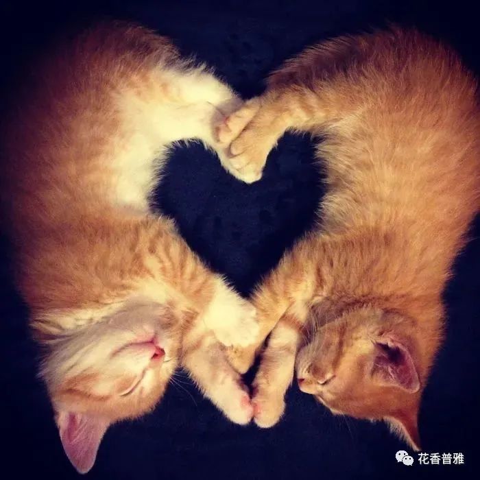 猫:我睡个觉,都是爱你的形状!