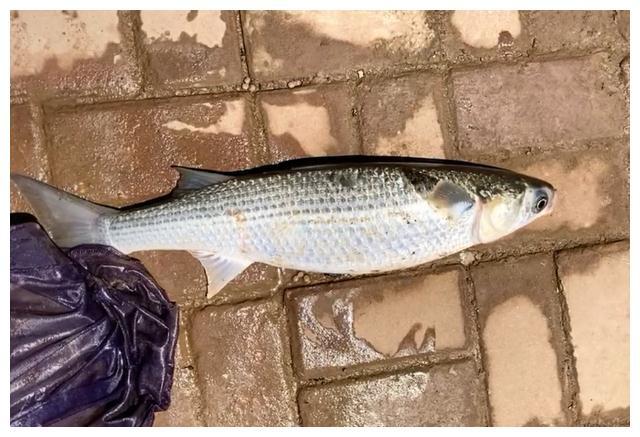 大的五六斤,有人每天打几十斤窝料|鲻鱼|窝料|天子蓝|钓鱼人|钓鱼