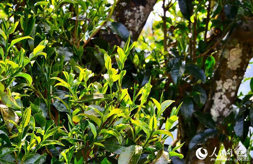 千年茶乡云南昌宁茶叶飘香历久弥新组图