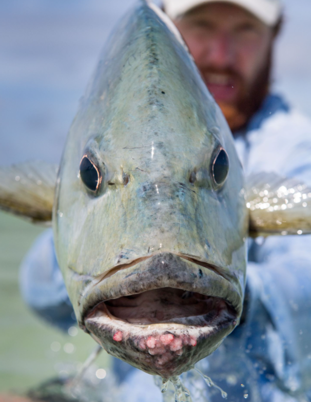 能把鸟拖下水的大鱼珍鲹,号称水中"野兽",它有多强?