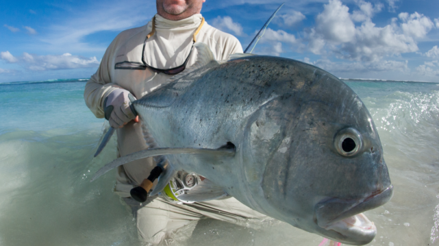 能把鸟拖下水的大鱼珍鲹,号称水中"野兽",它有多强?